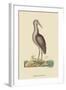 Brown Bittern-Mark Catesby-Framed Art Print