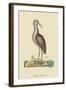 Brown Bittern-Mark Catesby-Framed Art Print