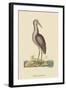 Brown Bittern-Mark Catesby-Framed Art Print