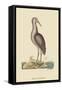 Brown Bittern-Mark Catesby-Framed Stretched Canvas