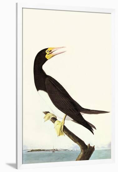 Brown Booby-John James Audubon-Framed Art Print