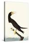 Brown Booby-John James Audubon-Stretched Canvas