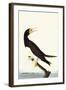 Brown Booby-John James Audubon-Framed Art Print