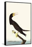 Brown Booby-John James Audubon-Framed Stretched Canvas