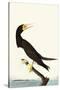 Brown Booby-John James Audubon-Stretched Canvas