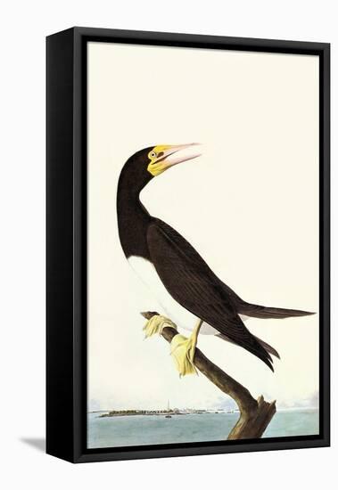 Brown Booby-John James Audubon-Framed Stretched Canvas