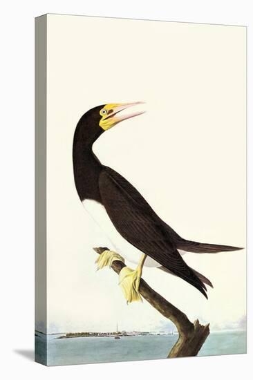 Brown Booby-John James Audubon-Stretched Canvas