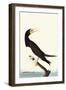 Brown Booby-John James Audubon-Framed Art Print