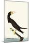 Brown Booby-John James Audubon-Mounted Art Print