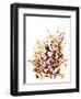 Brown Botanicals-Katrina Pete-Framed Art Print