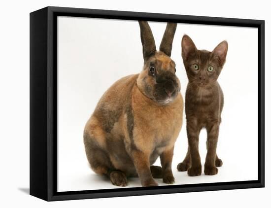 Brown Burmese-Cross Kitten with Rex Rabbit-Jane Burton-Framed Stretched Canvas