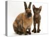 Brown Burmese-Cross Kitten with Rex Rabbit-Jane Burton-Stretched Canvas
