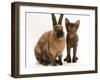 Brown Burmese-Cross Kitten with Rex Rabbit-Jane Burton-Framed Photographic Print