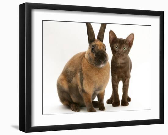 Brown Burmese-Cross Kitten with Rex Rabbit-Jane Burton-Framed Photographic Print