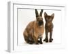 Brown Burmese-Cross Kitten with Rex Rabbit-Jane Burton-Framed Photographic Print