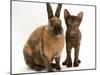 Brown Burmese-Cross Kitten with Rex Rabbit-Jane Burton-Mounted Photographic Print