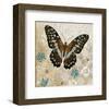 Brown Butterfly-Alan Hopfensperger-Framed Art Print