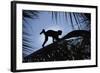Brown Capuchin, Guyana-Pete Oxford-Framed Photographic Print