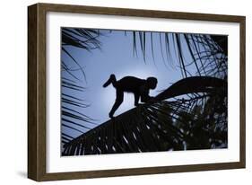 Brown Capuchin, Guyana-Pete Oxford-Framed Photographic Print