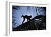 Brown Capuchin, Guyana-Pete Oxford-Framed Photographic Print