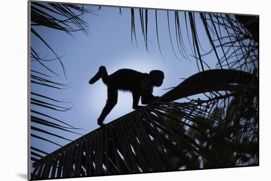 Brown Capuchin, Guyana-Pete Oxford-Mounted Photographic Print