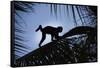 Brown Capuchin, Guyana-Pete Oxford-Framed Stretched Canvas