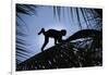 Brown Capuchin, Guyana-Pete Oxford-Framed Photographic Print