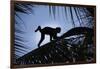 Brown Capuchin, Guyana-Pete Oxford-Framed Photographic Print