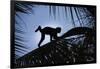 Brown Capuchin, Guyana-Pete Oxford-Framed Photographic Print