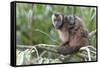 Brown capuchin, Manu Biosphere Reserve, Peru-Nick Garbutt-Framed Stretched Canvas