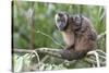 Brown capuchin, Manu Biosphere Reserve, Peru-Nick Garbutt-Stretched Canvas