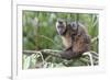 Brown capuchin, Manu Biosphere Reserve, Peru-Nick Garbutt-Framed Photographic Print