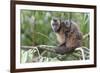 Brown capuchin, Manu Biosphere Reserve, Peru-Nick Garbutt-Framed Photographic Print