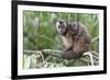 Brown capuchin, Manu Biosphere Reserve, Peru-Nick Garbutt-Framed Photographic Print