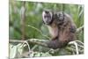 Brown capuchin, Manu Biosphere Reserve, Peru-Nick Garbutt-Mounted Photographic Print