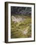 Brown China Mark (Elophila Nymphaeata), Crambidae-null-Framed Giclee Print