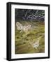 Brown China Mark (Elophila Nymphaeata), Crambidae-null-Framed Giclee Print