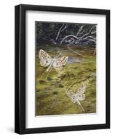 Brown China Mark (Elophila Nymphaeata), Crambidae-null-Framed Premium Giclee Print