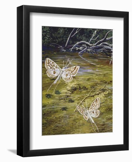 Brown China Mark (Elophila Nymphaeata), Crambidae-null-Framed Premium Giclee Print