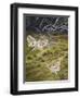 Brown China Mark (Elophila Nymphaeata), Crambidae-null-Framed Premium Giclee Print