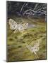 Brown China Mark (Elophila Nymphaeata), Crambidae-null-Mounted Premium Giclee Print