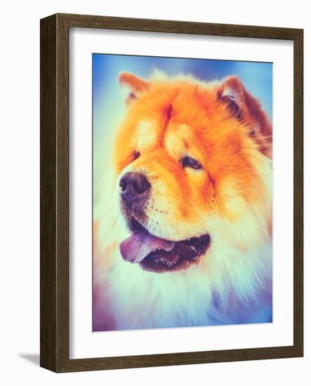 Brown Chines Chow Chow Dog-Grisha Bruev-Framed Photographic Print