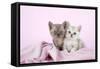 Brown Classic Tabby Smoke Kitten-null-Framed Stretched Canvas