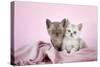 Brown Classic Tabby Smoke Kitten-null-Stretched Canvas