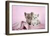 Brown Classic Tabby Smoke Kitten-null-Framed Photographic Print