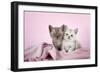 Brown Classic Tabby Smoke Kitten-null-Framed Photographic Print