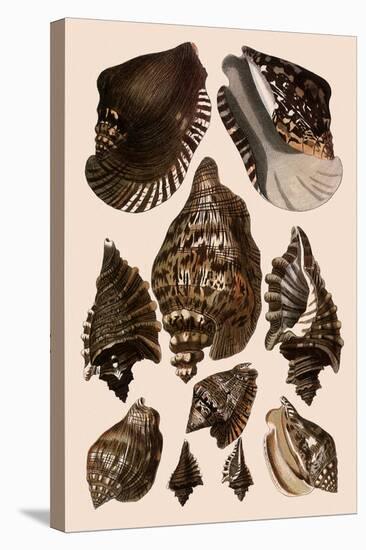 Brown Conch Variations-Albertus Seba-Stretched Canvas