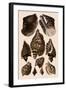 Brown Conch Variations-Albertus Seba-Framed Giclee Print