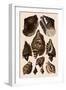 Brown Conch Variations-Albertus Seba-Framed Giclee Print