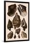Brown Conch Variations-Albertus Seba-Framed Giclee Print